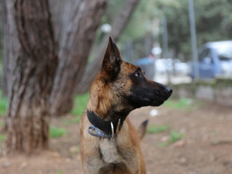 Διασωστικός Σκύλος