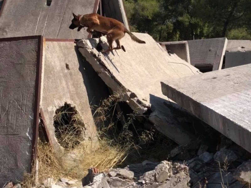 Διασωστικός Σκύλος