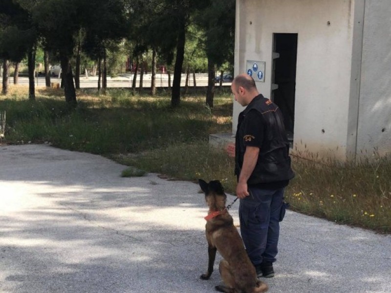 Διασωστικός Σκύλος