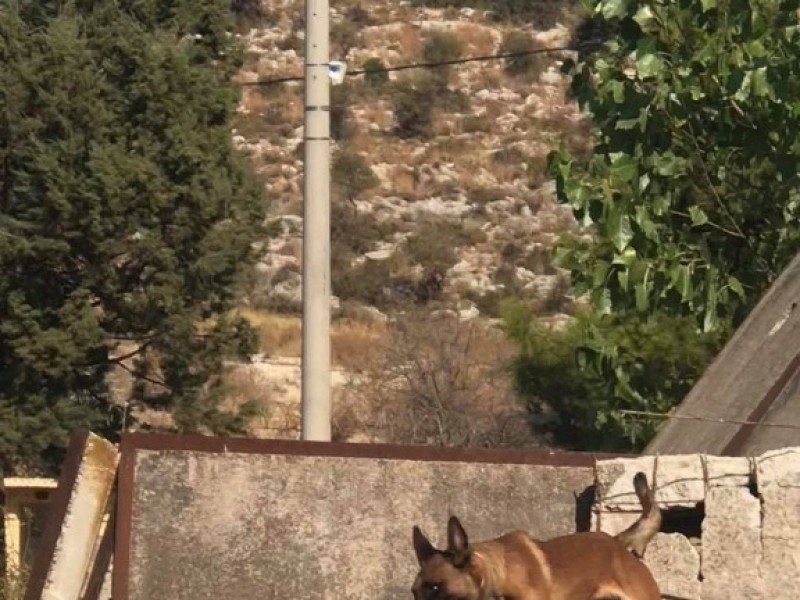 Διασωστικός Σκύλος
