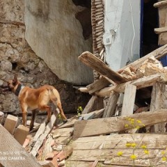 Search and rescue operation for a missing person in Arachova