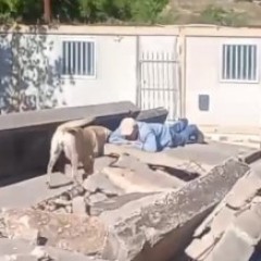Εκπαίδευση διασωστικών σκύλων ΕΠ.ΟΜ.Ε.Α. Εκπαίδευση διασωστικών σκύλων ΕΠ.ΟΜ.Ε.Α.